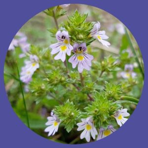 Euphrasia