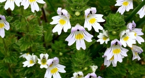 Eurphrasia #1 Remedy for Eye