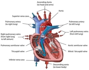 Heart failure